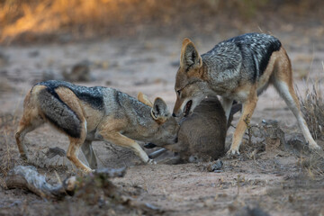A pair of black backed jackals hunting and killing a duiker lamb