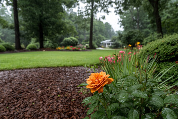 Single yellow rose in full bloom amidst a lush garden