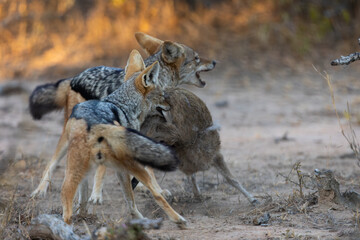 A pair of black backed jackals hunting and killing a duiker lamb
