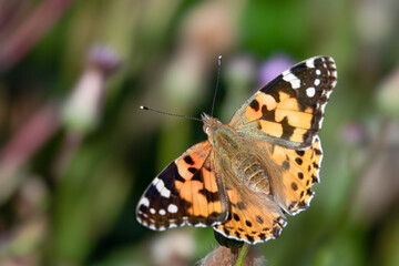 Painted lady