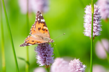 Painted lady