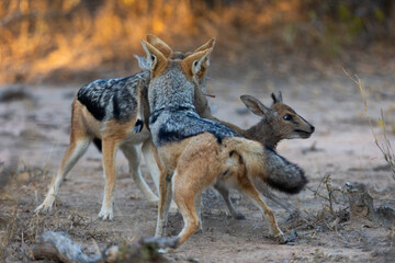 A pair of black backed jackals hunting and killing a duiker lamb