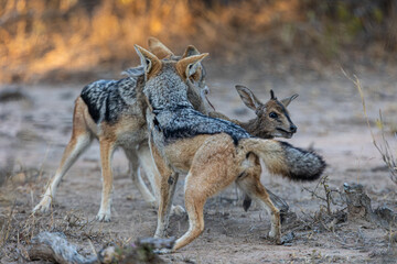 A pair of black backed jackals hunting and killing a duiker lamb
