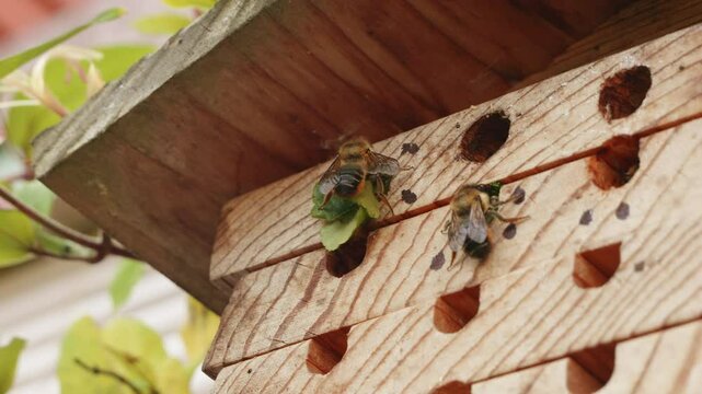 Leafcutter bee sealing up it's nest with leaves close up stock footage