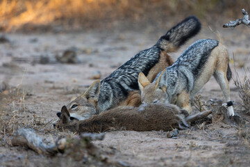 Black backed jackals hunting and killing a duiker lamb