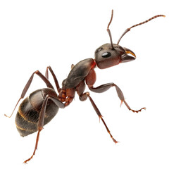 ant PNG, transparent background