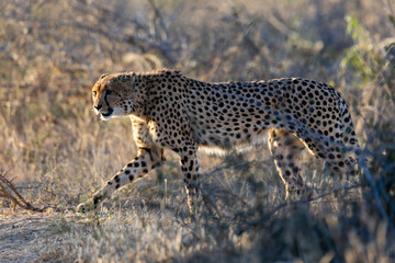 a cheetah male on the move