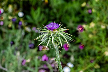 purple thistle flower in spring