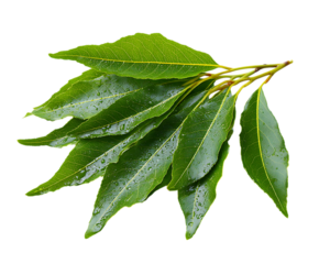 Natural Camphor Leaves Closeup with Rich Texture