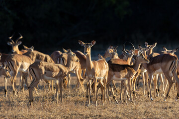 a herd of impala in golden light