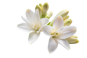 two Tuberose flowers on a white background