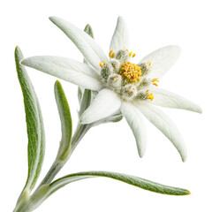 edelweiss flower PNG, transparent background