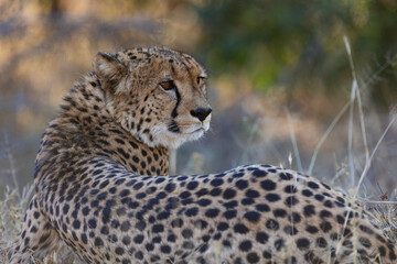 a cheetah male close up