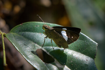 Notocrypta paralysos or common banded demon, at Dosdewa, Karimganj, Assam, India
