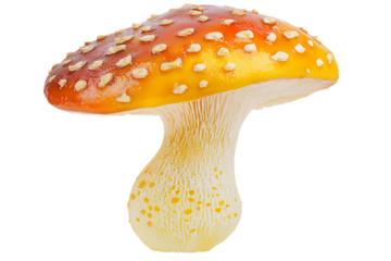 Isolated fly agaric mushroom with red cap and white spots isolated on white or transparent png
