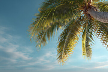 tropical palm tree viewed from below illuminated by soft light against clear turquoise sky