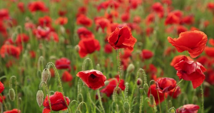 Field of poppies fluttering in the wind, slow motion
