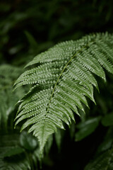 Close-up of a vibrant green fern leaf in the forest, highlighting symmetry, texture, and the serene...