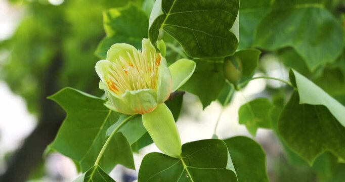 Close-up of a yellow tulip tree flower, slow motion