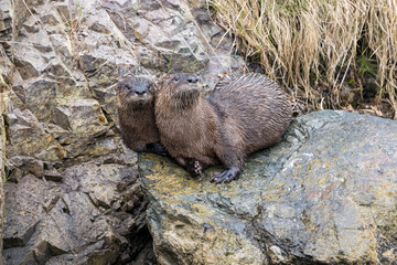The North American River Otter at Newfoundland.