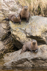 The North American River Otter at Newfoundland.