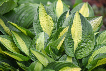 close up of green hosta leaves