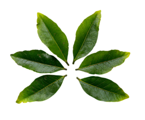 Organic Clove Leaves Arrangement in Bright Display