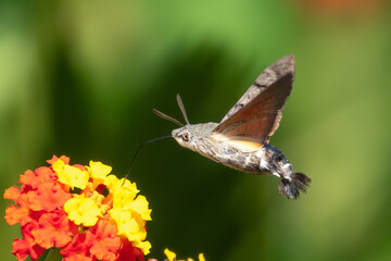 Hummingbird hawk-moth