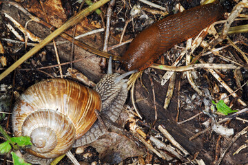Weinbergschnecke, Helix pomatia,  Helix spp.