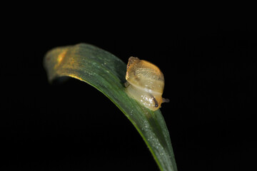 Gemeine Bernsteinschnecke,  Succinea putris