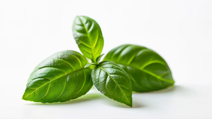 Fototapeta premium Single basil sprig displayed isolated on a white background for culinary or herbal use. Image emphasizes freshness and clarity for food, recipe, or ingredient context.