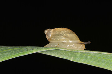 Gemeine Bernsteinschnecke,  Succinea putris