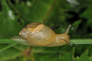 Gemeine Bernsteinschnecke,  Succinea putris