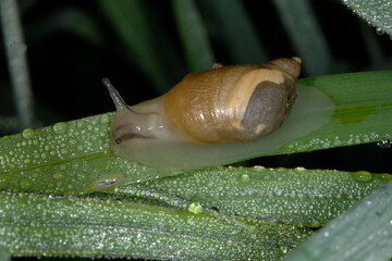 Gemeine Bernsteinschnecke,  Succinea putris