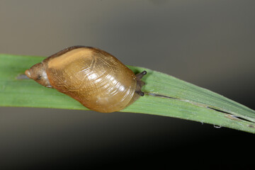 Gemeine Bernsteinschnecke,  Succinea putris
