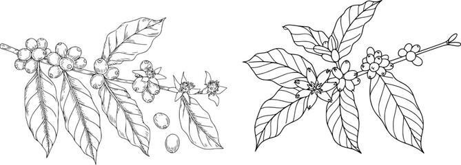 Hand drawn coffee branch with beans leaves and flowers © ThE MHM