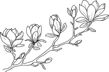 Hand drawn magnolia flower branch with blossoms and buds © ThE MHM