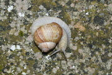 Weinbergschnecke, Helix pomatia,  Helix spp.