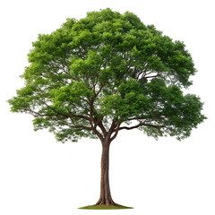 Isolated lush green tree on white background