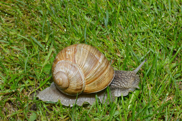 Weinbergschnecke, Helix pomatia,  Helix spp.