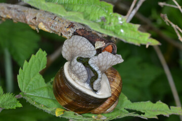 Weinbergschnecke, Helix pomatia,  Helix spp.