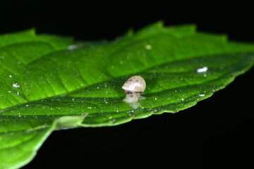Weinbergschnecke, Helix pomatia,  Helix spp.