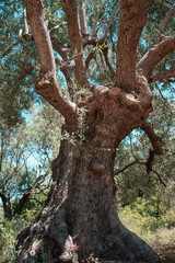 Olive tree with a funny and unusual shape on a sunny day in Crete