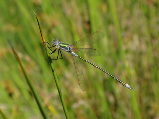 Scarce emerald damselfly (Lestes dryas), male perching on a rush leaf