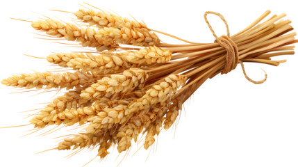 Bundle of golden ripe wheat stalks (Triticum aestivum) tied together, detailed grains and awns, symbolizing harvest and agriculture, realistic texture. Isolated on transparent background.