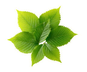 Organic Elm Leaves Composition with Clean Background