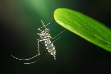 Asian tiger mosquito resting upside down on green leaf