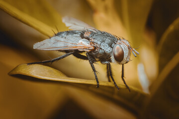Flesh fly standing on a vibrant green leaf