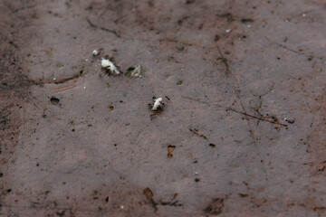 Asia China Bird's-eye view High angle view of a group of ants on a rock moving food