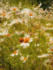 Close-up of blooming white daisies in a sunlit wildflower meadow. The vibrant scene captures the essence of summer with bright petals.